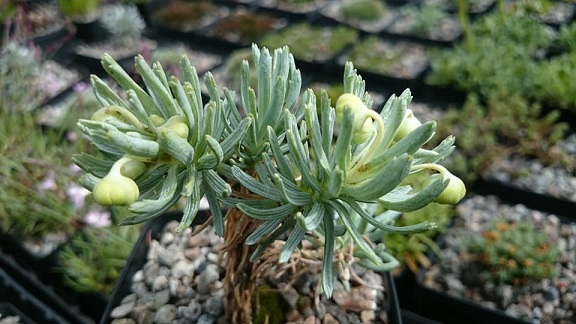 Euryops acraeus - 8cm pot 